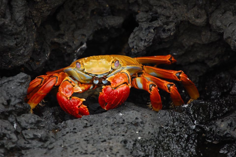 Eulenspiegel Crab Red Klippenkrabbe Grapsus Grapsus Shellfish 